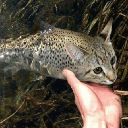 The most recent Channel catfish catches on Fishbrain