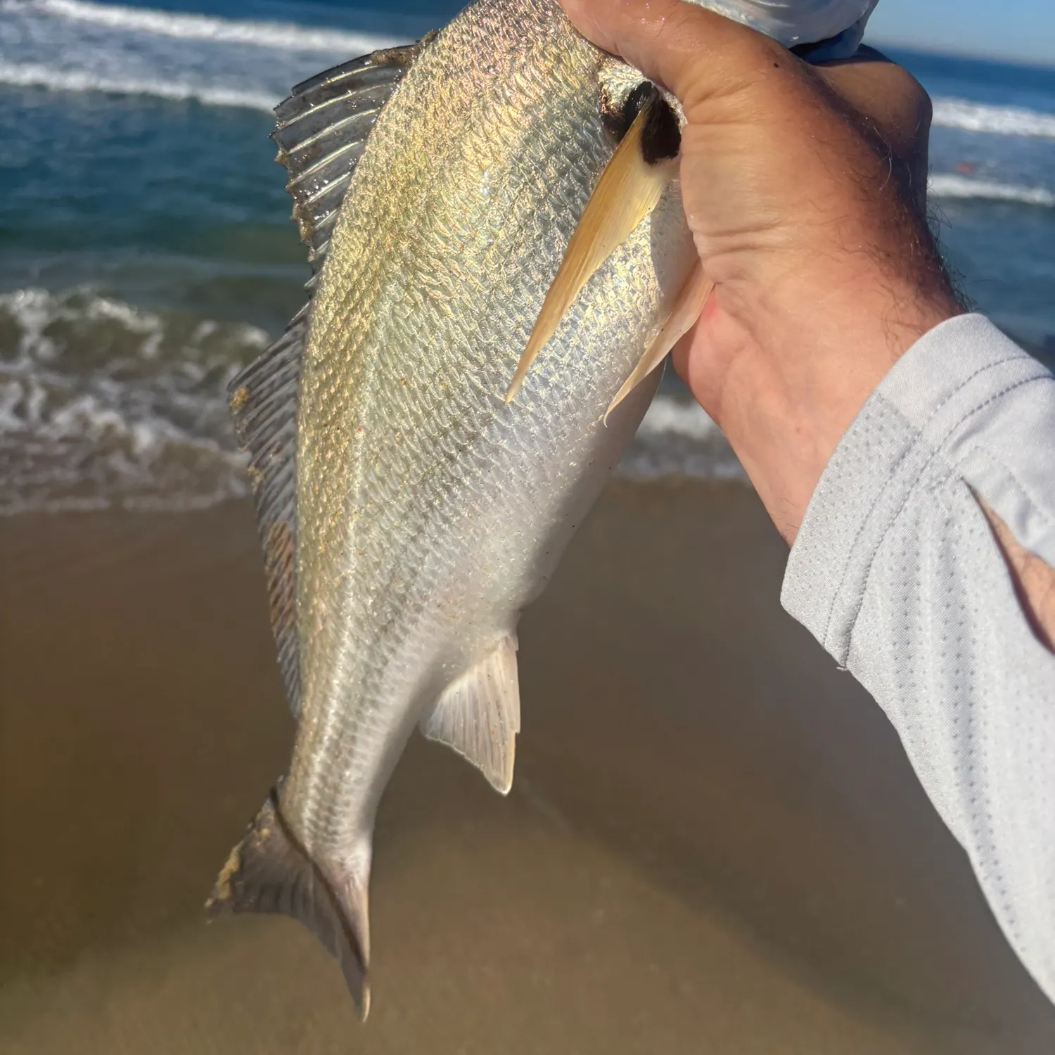 Spotfin croaker caught on Fishbrain