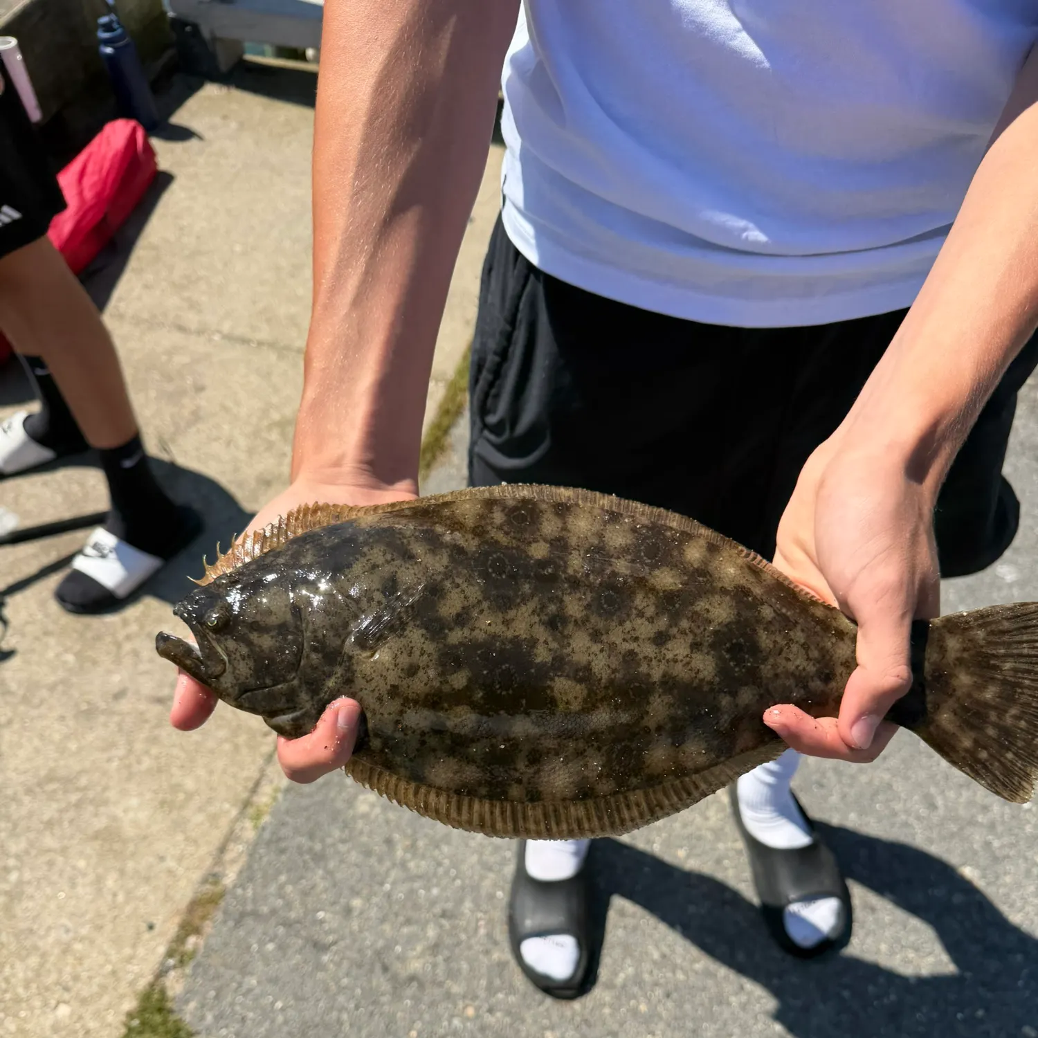 Summer flounder caught on Fishbrain
