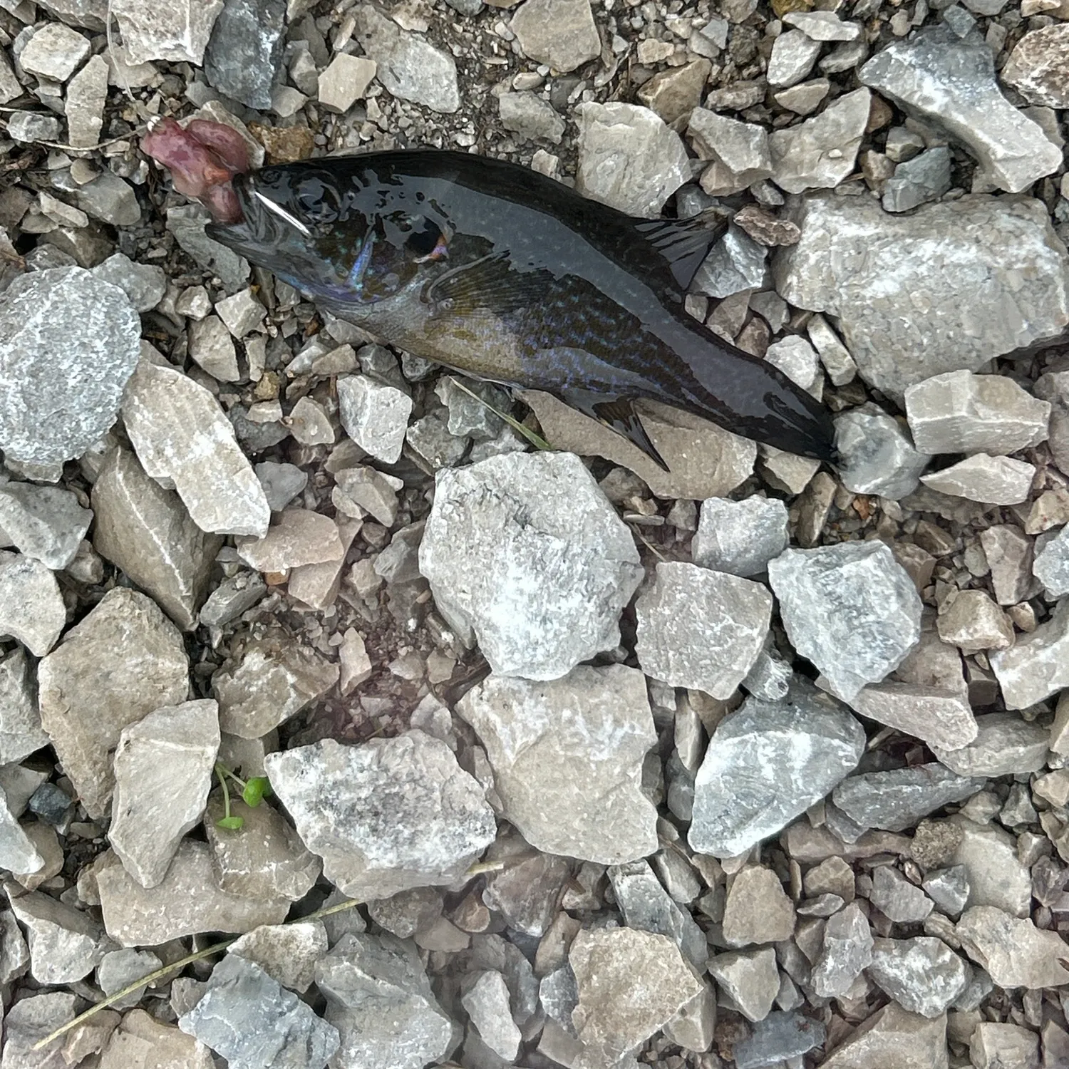 Green sunfish caught on Fishbrain