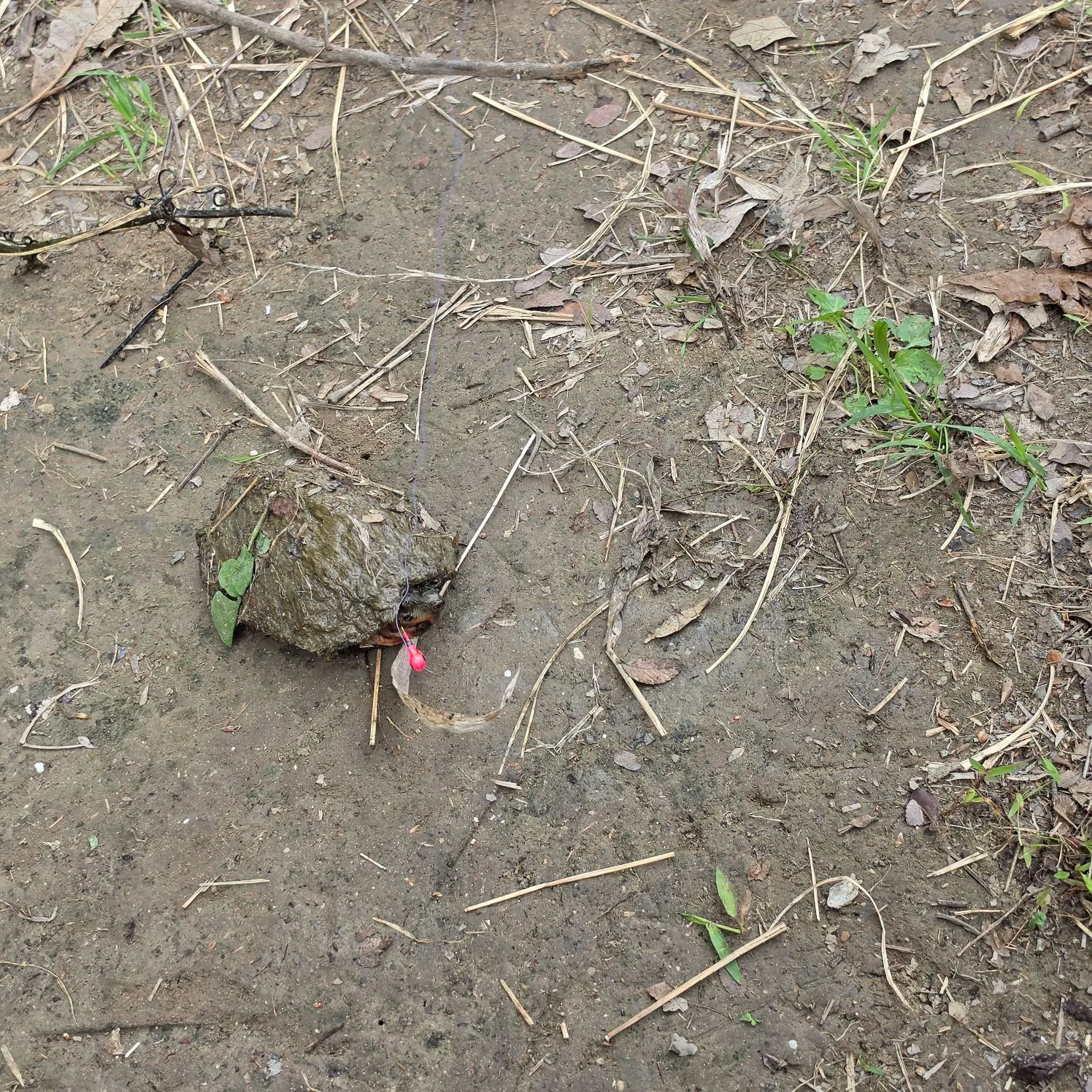 The most recent American angler catches on Fishbrain