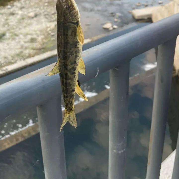 Common barbel caught on Fishbrain