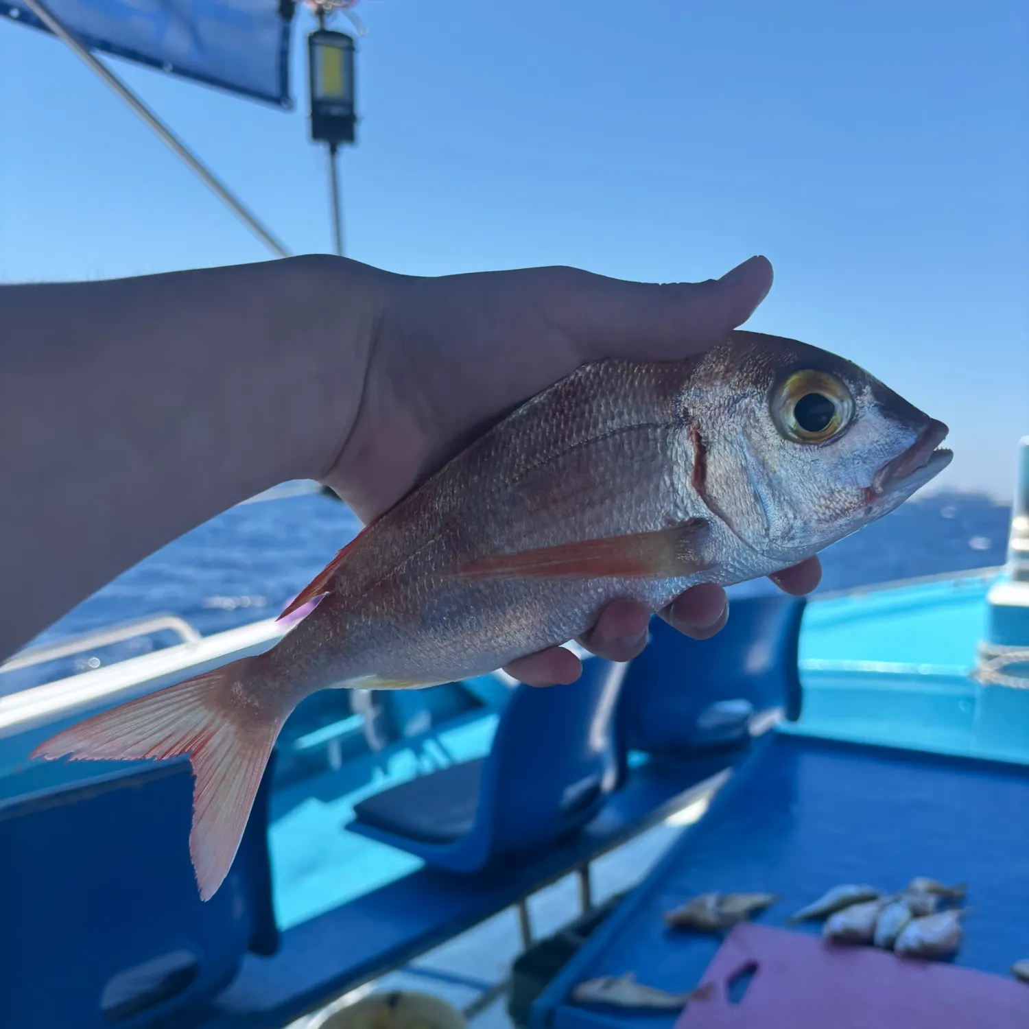 The most recent Red seabream catches on Fishbrain