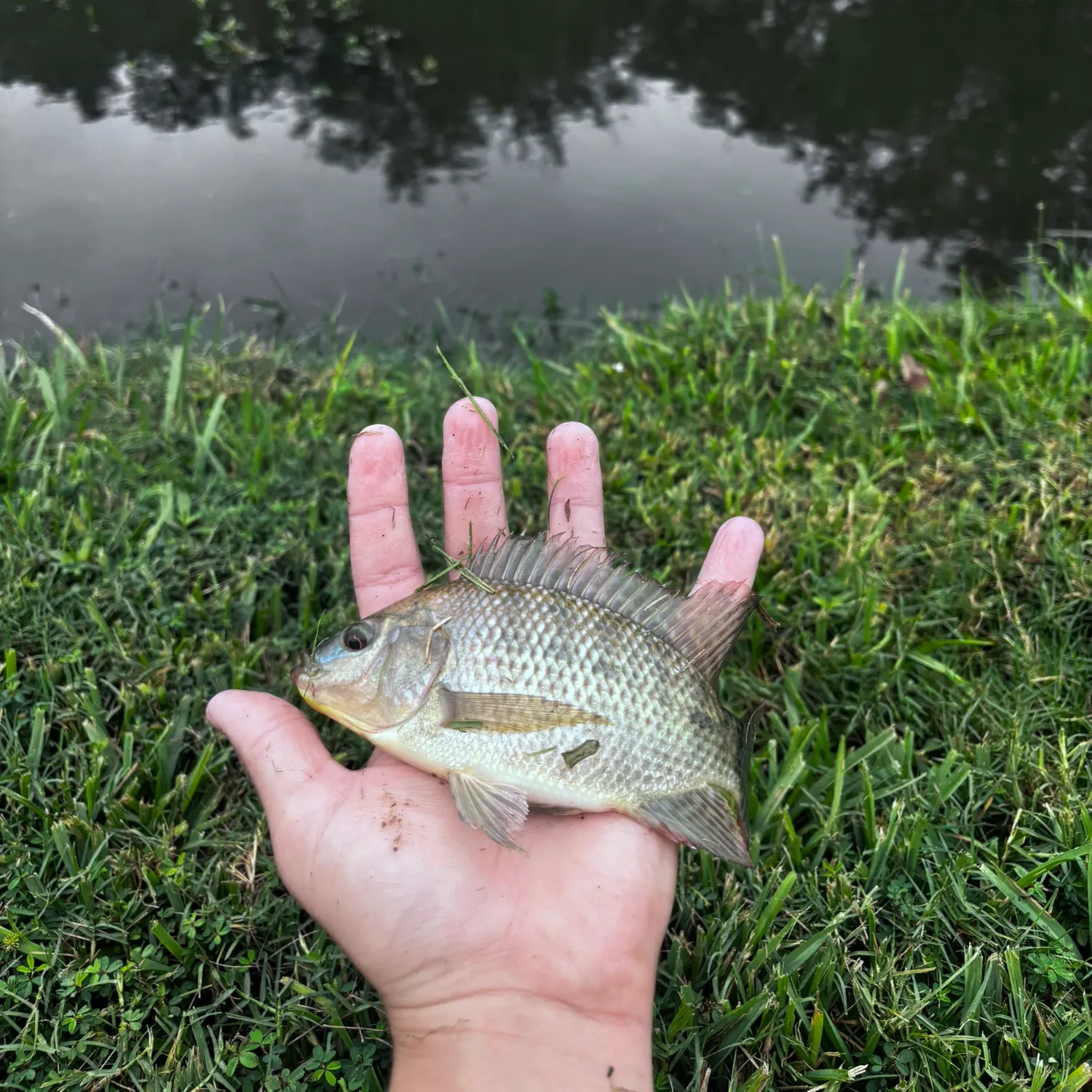 Nile tilapia caught on Fishbrain