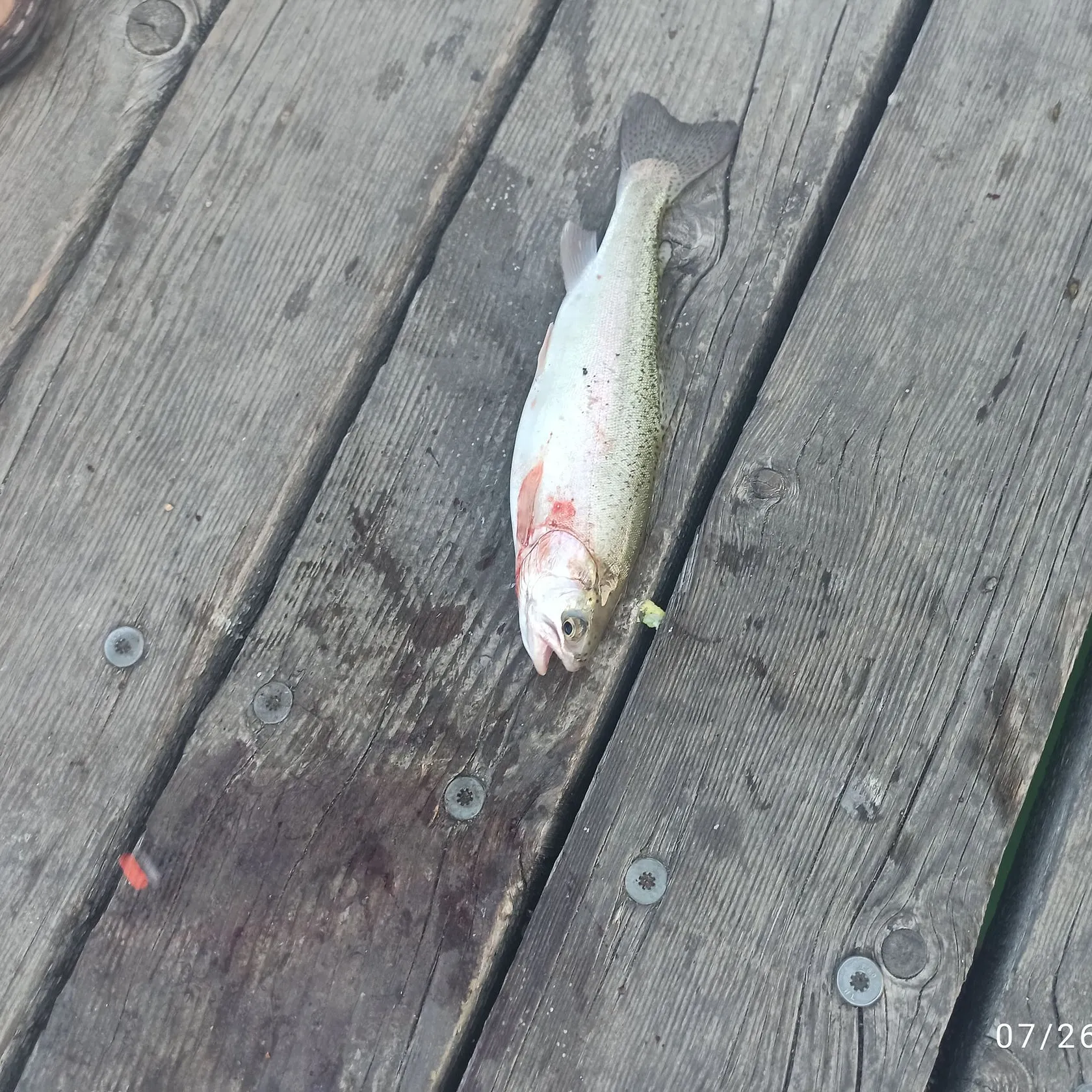 recently logged catches