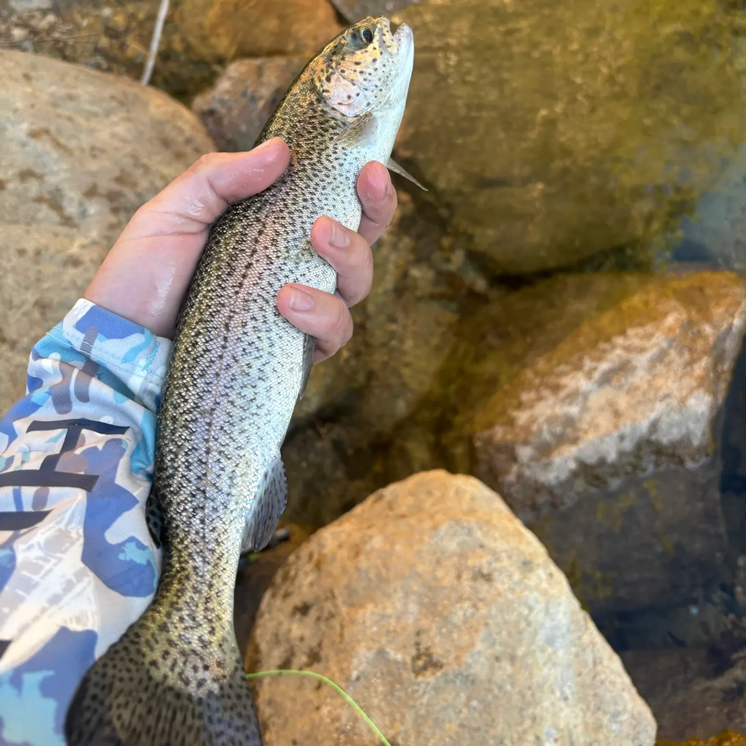 Rainbow trout caught on Fishbrain