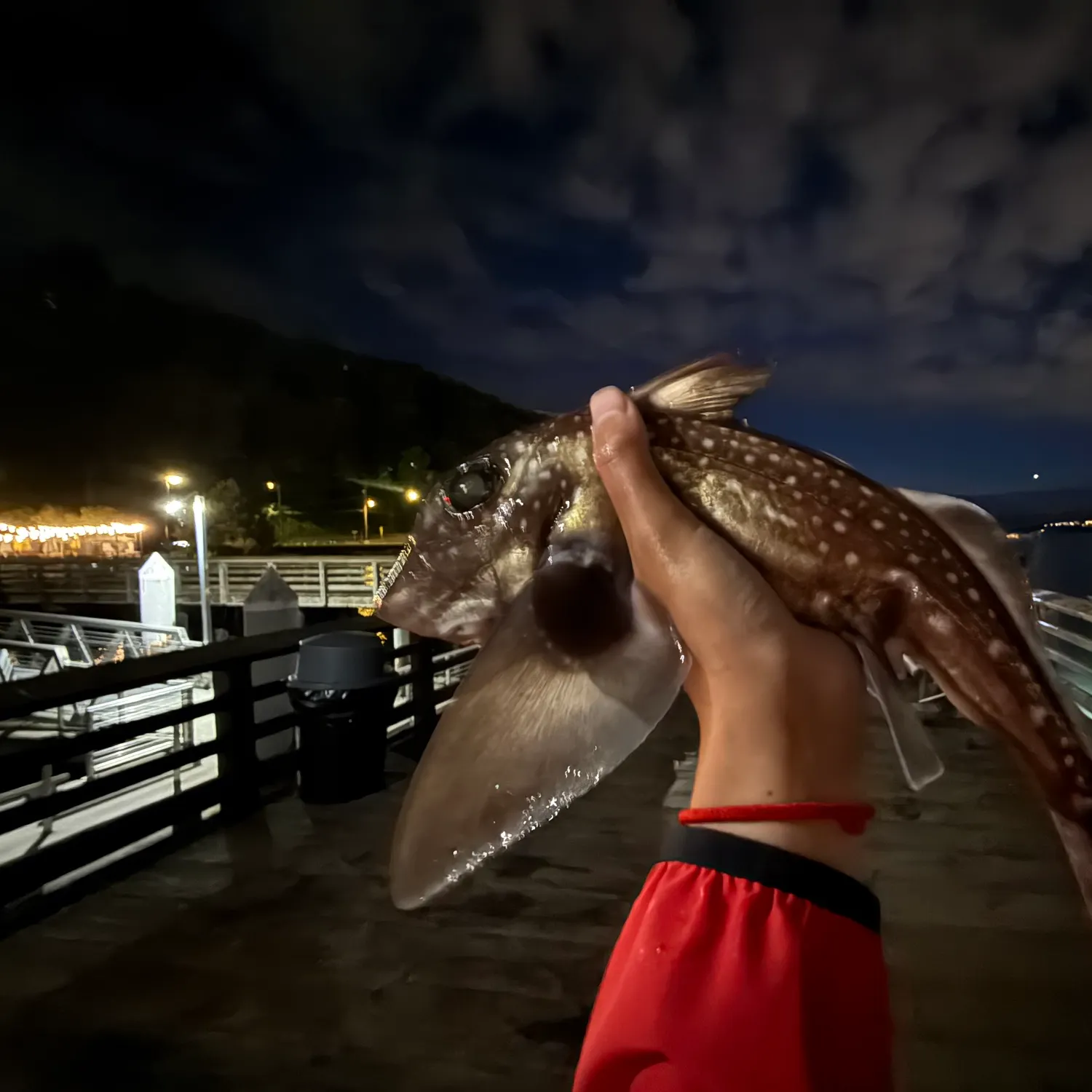 Spotted ratfish caught on Fishbrain