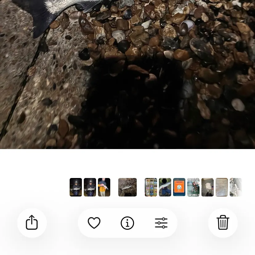 recently logged catches