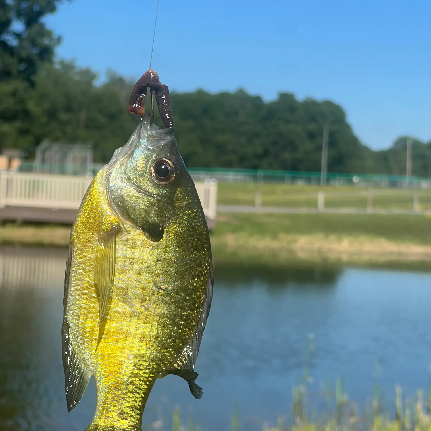 Bluegill caught on Fishbrain