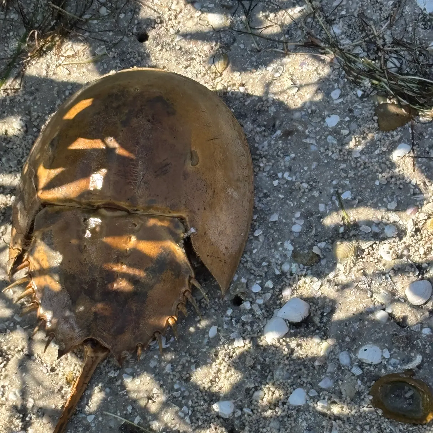 The most recent Atlantic horseshoe crab catches on Fishbrain