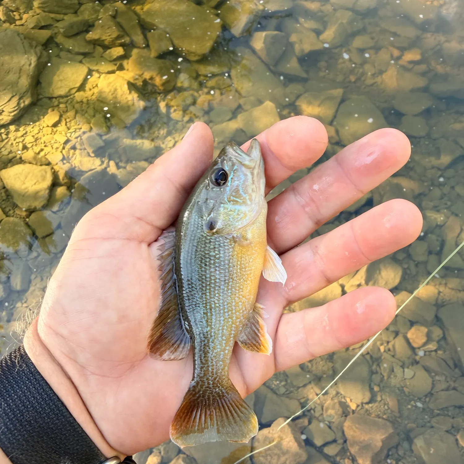 Green sunfish caught on Fishbrain