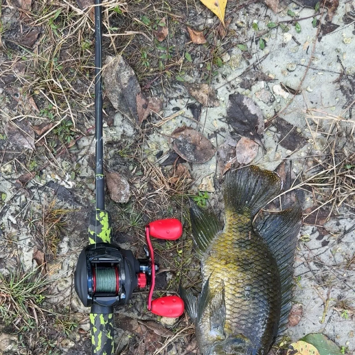 The most recent Spotted tilapia catches on Fishbrain