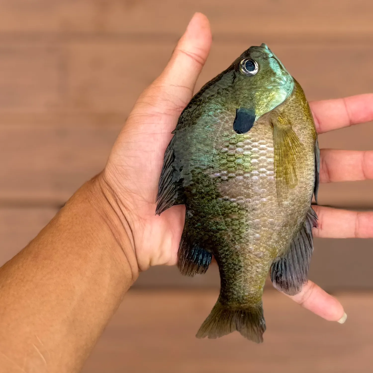 The most recent Bluegill x longear sunfish catches on Fishbrain