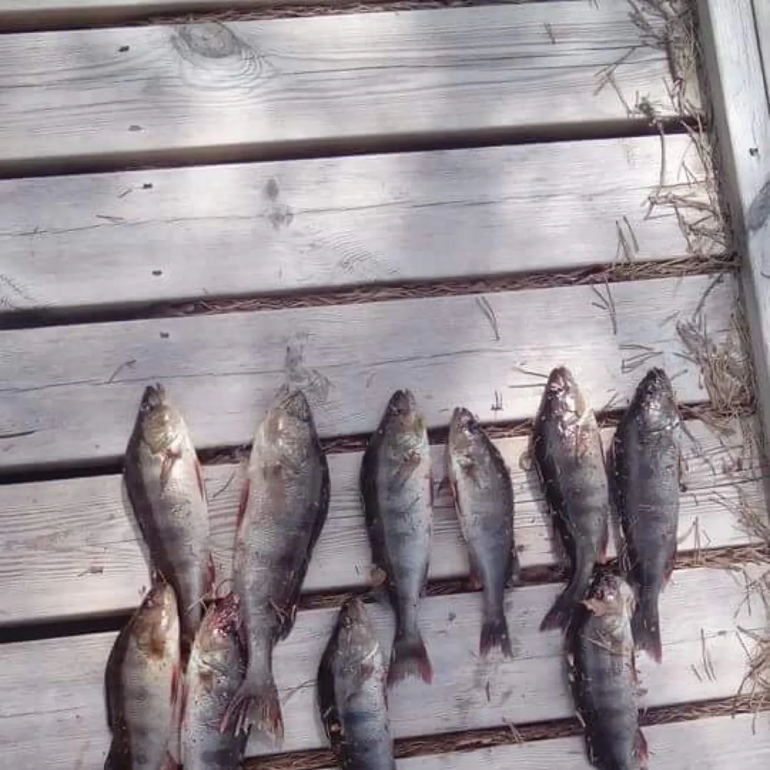 recently logged catches