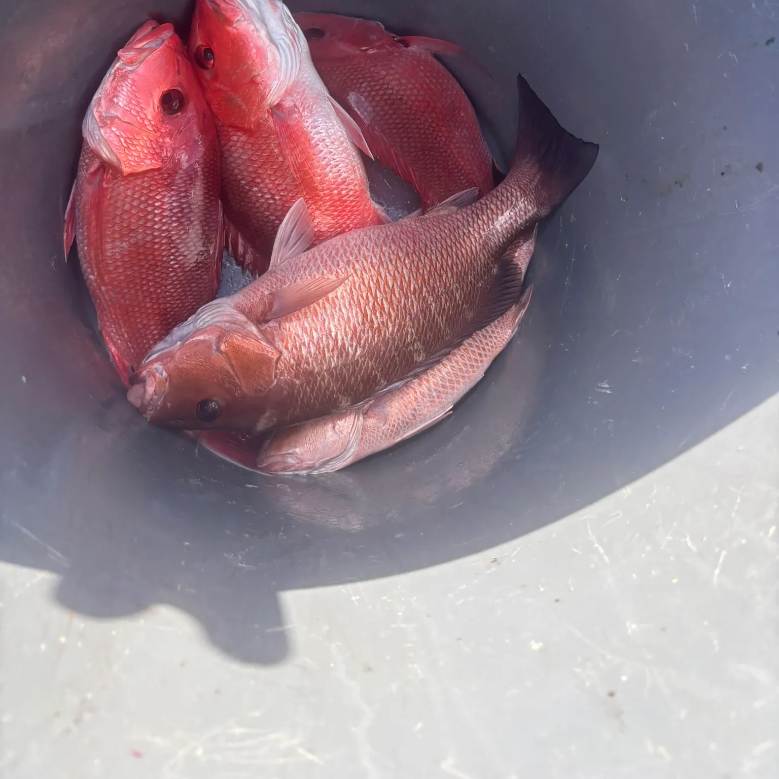 The most recent Northern red snapper catches on Fishbrain