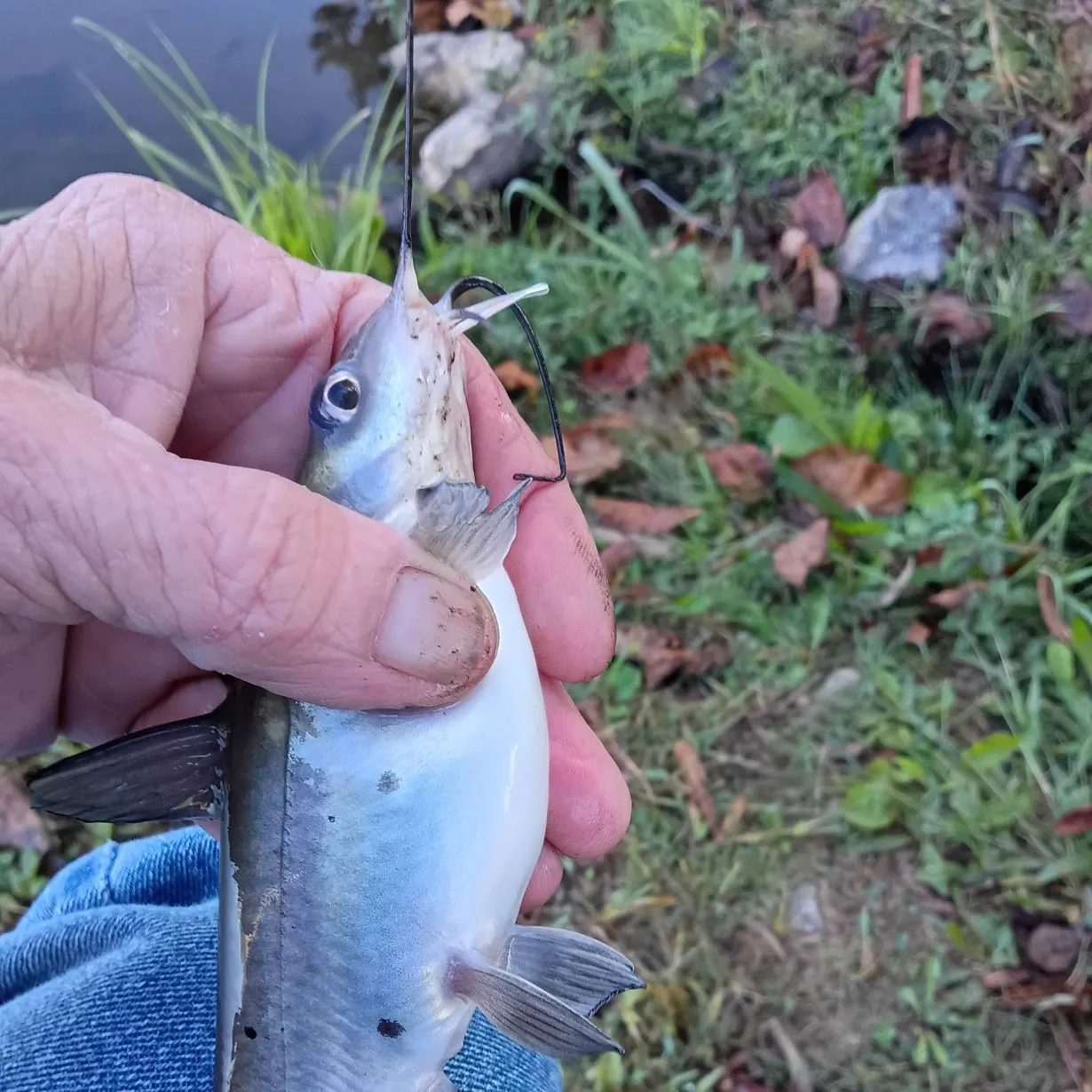 Channel catfish caught on Fishbrain