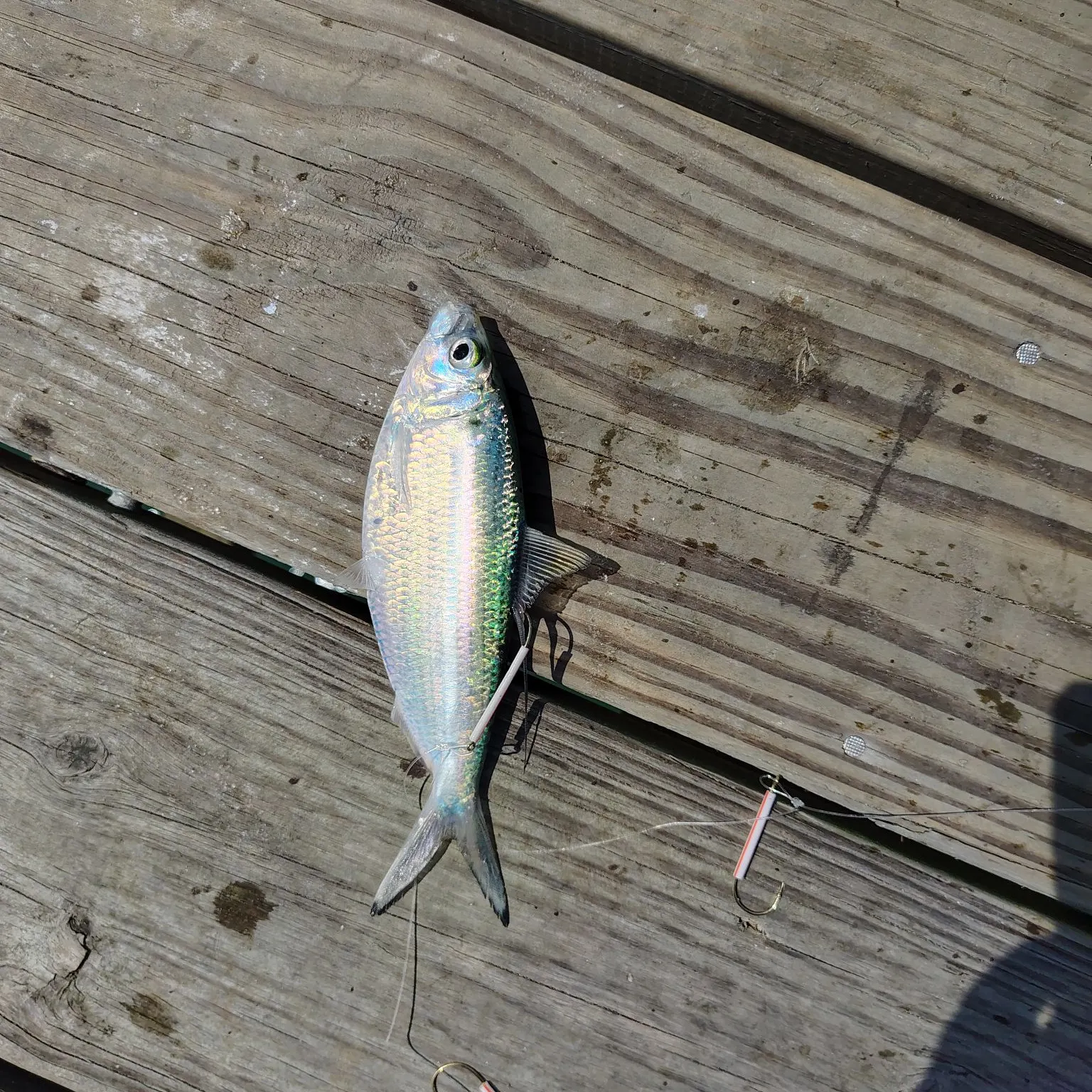 most liked catch image