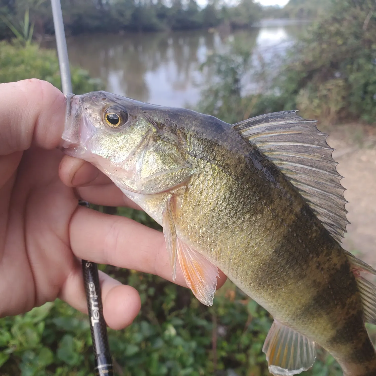 Yellow perch caught on Fishbrain