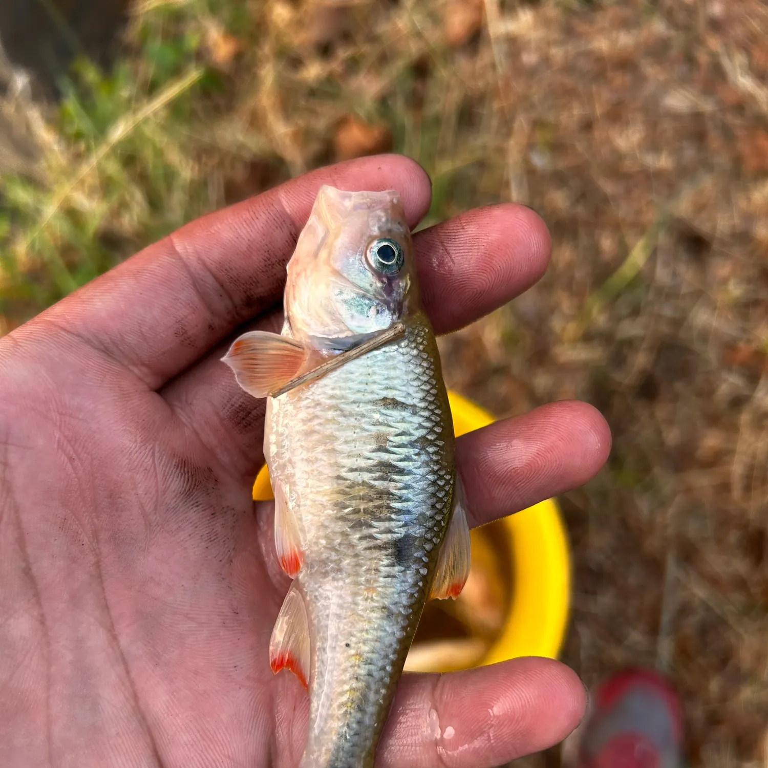 The most recent Common shiner catches on Fishbrain