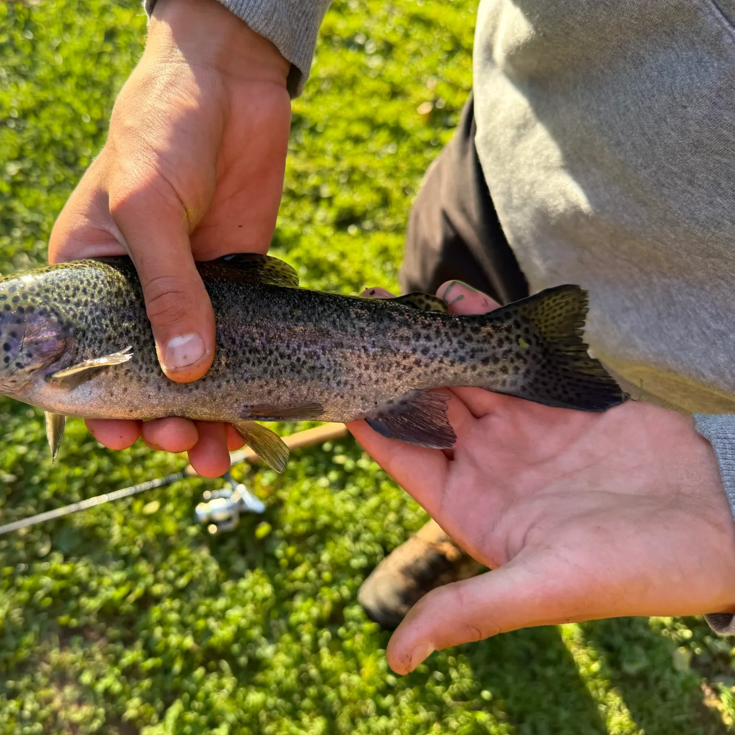 Rainbow trout caught on Fishbrain