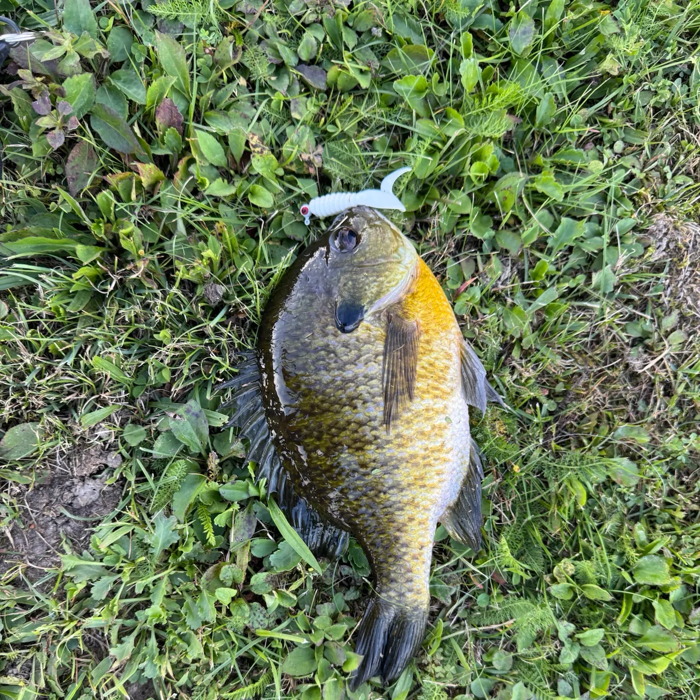 Bluegill caught on Fishbrain