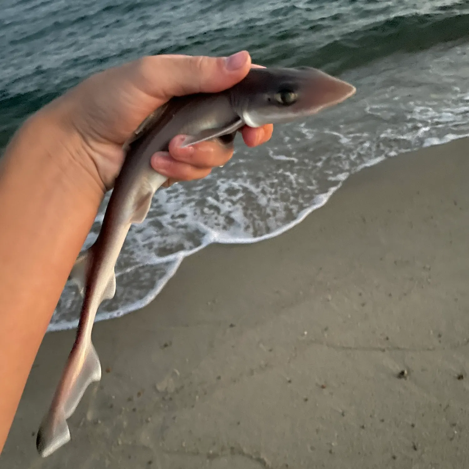 Dusky smooth-hound caught on Fishbrain