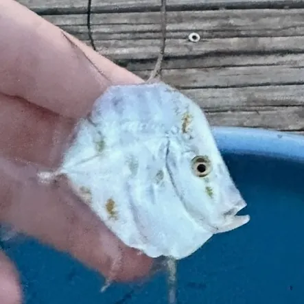 The most recent Lookdown catches on Fishbrain