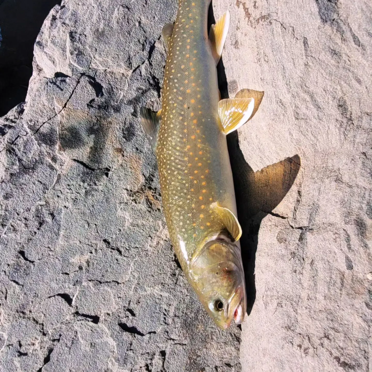 Bull trout caught on Fishbrain