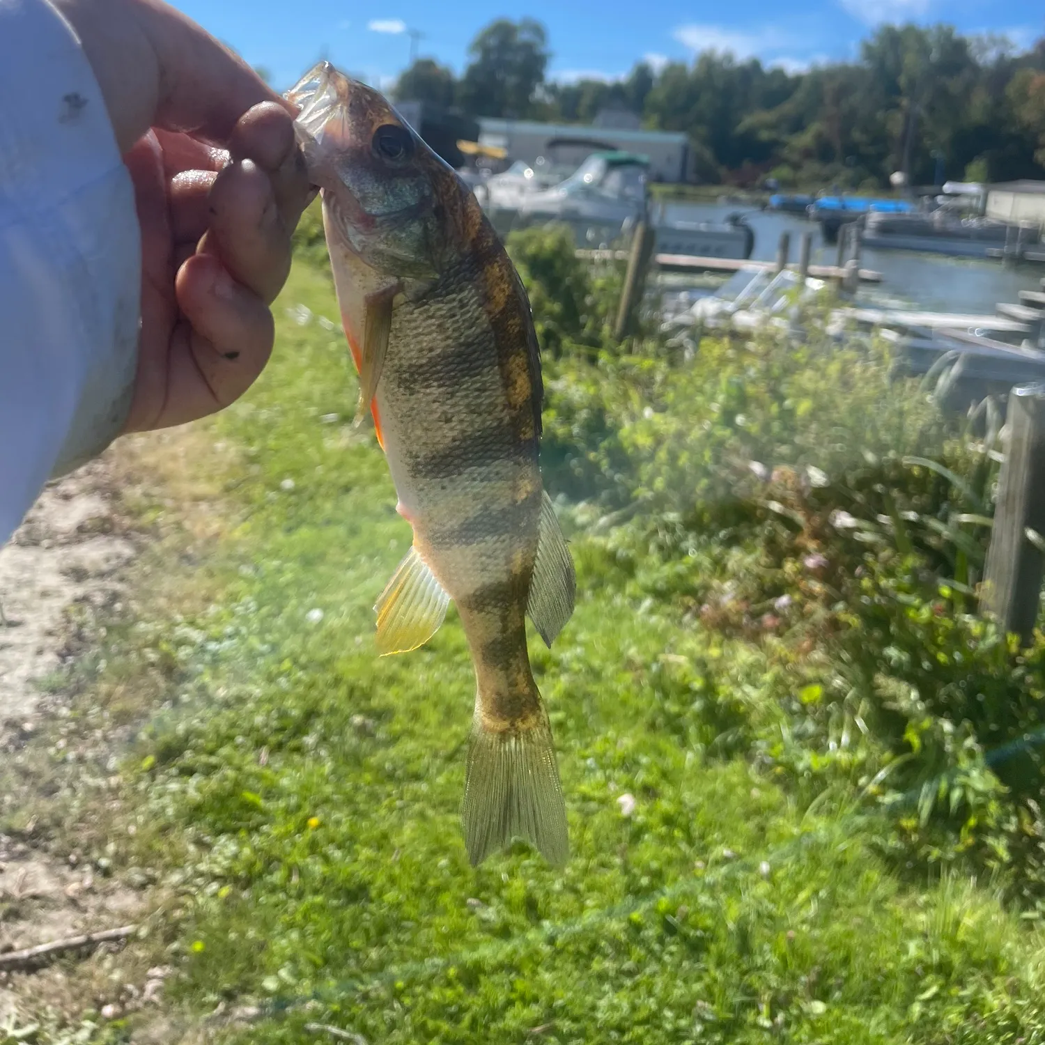Yellow perch caught on Fishbrain