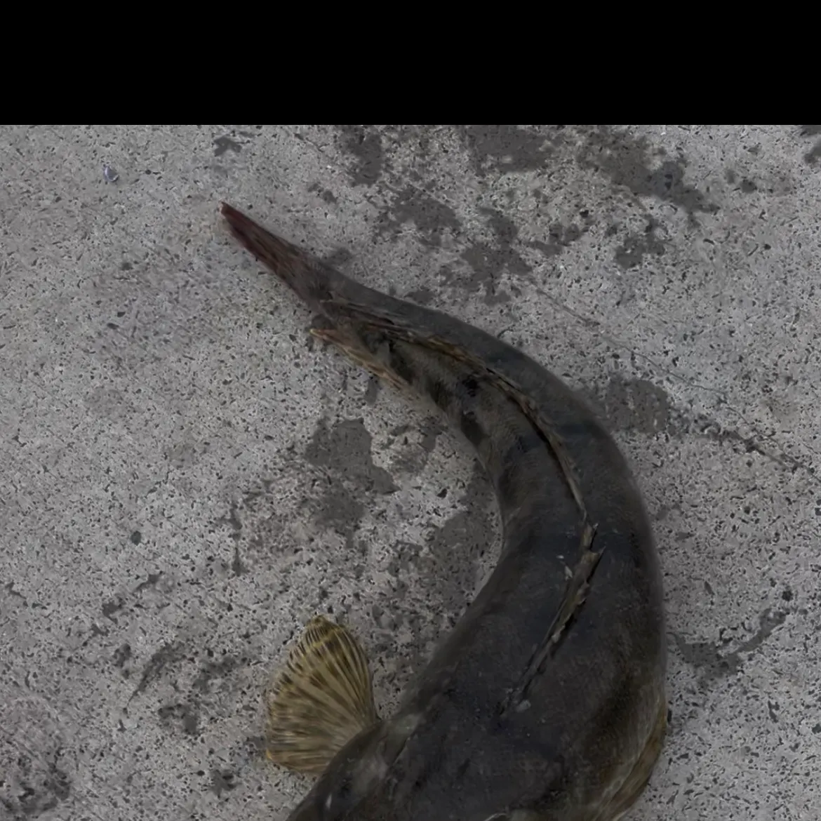 Dusky flathead caught on Fishbrain