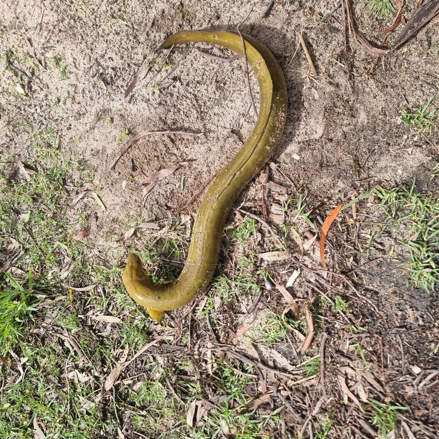 Shortfin eel caught on Fishbrain