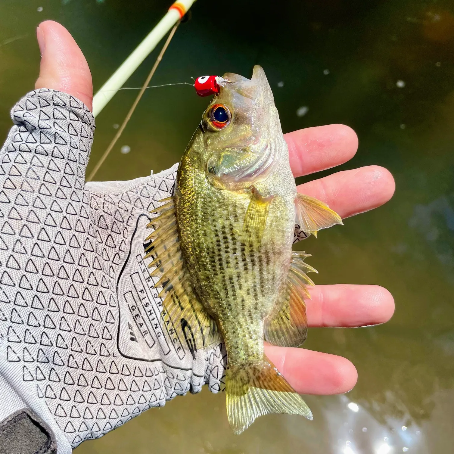 The most recent Roanoke bass catches on Fishbrain