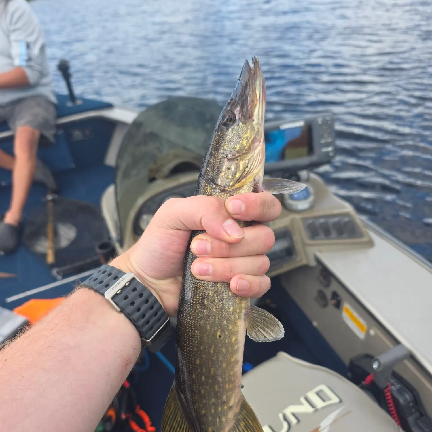 Northern pike caught on Fishbrain