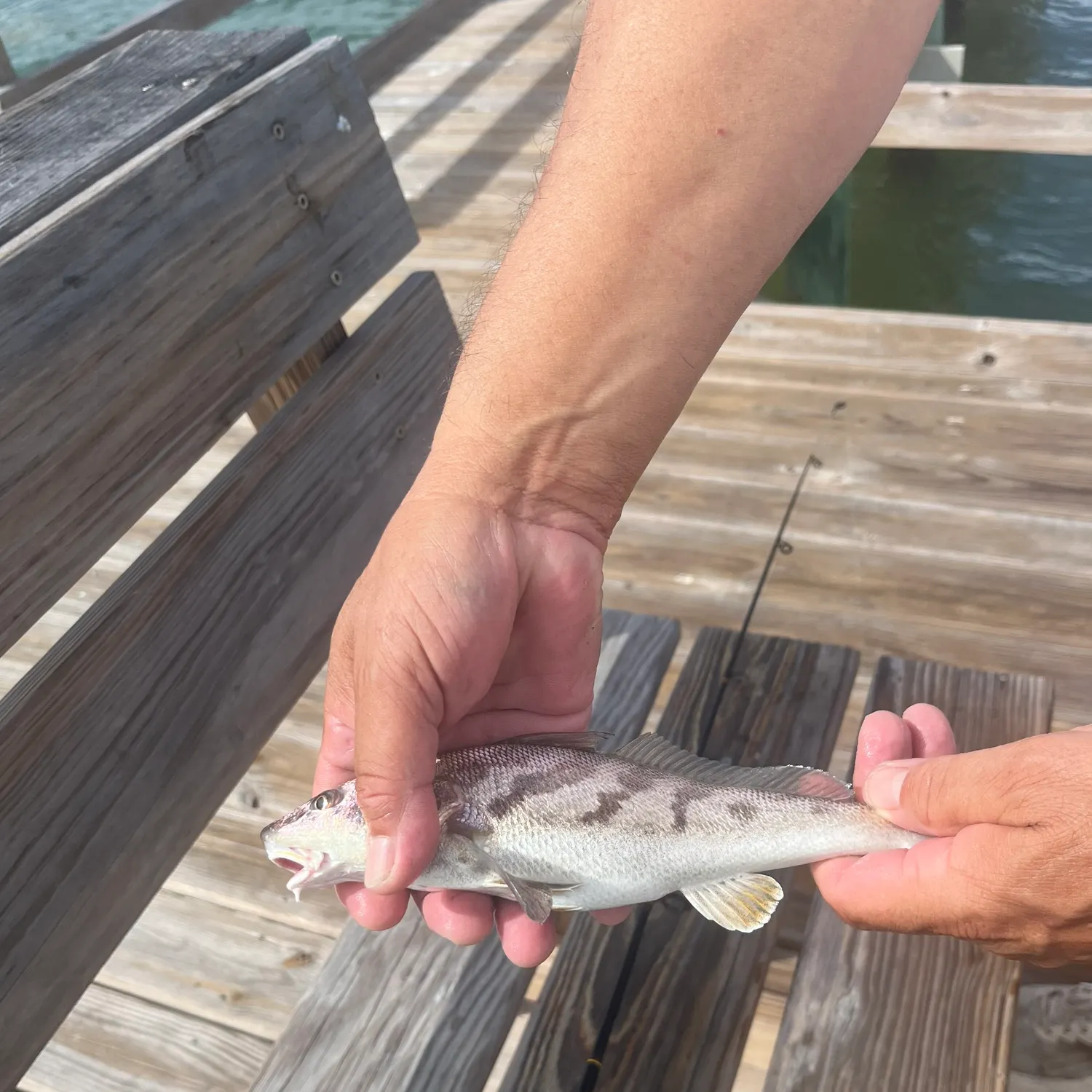The most recent Sand seatrout catches on Fishbrain