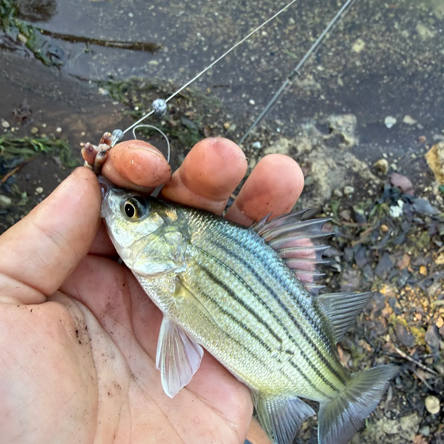Yellow bass caught on Fishbrain
