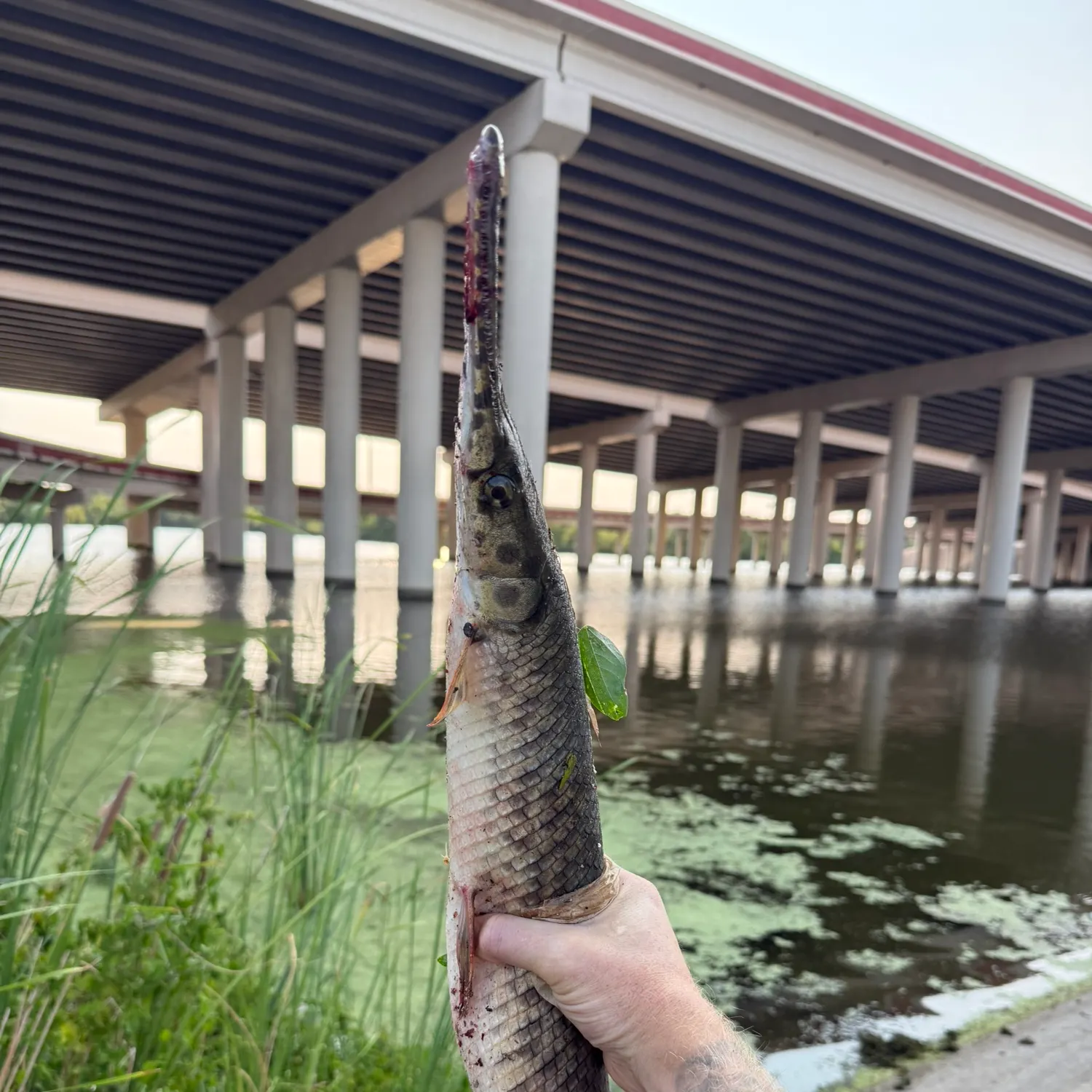 Spotted gar caught on Fishbrain