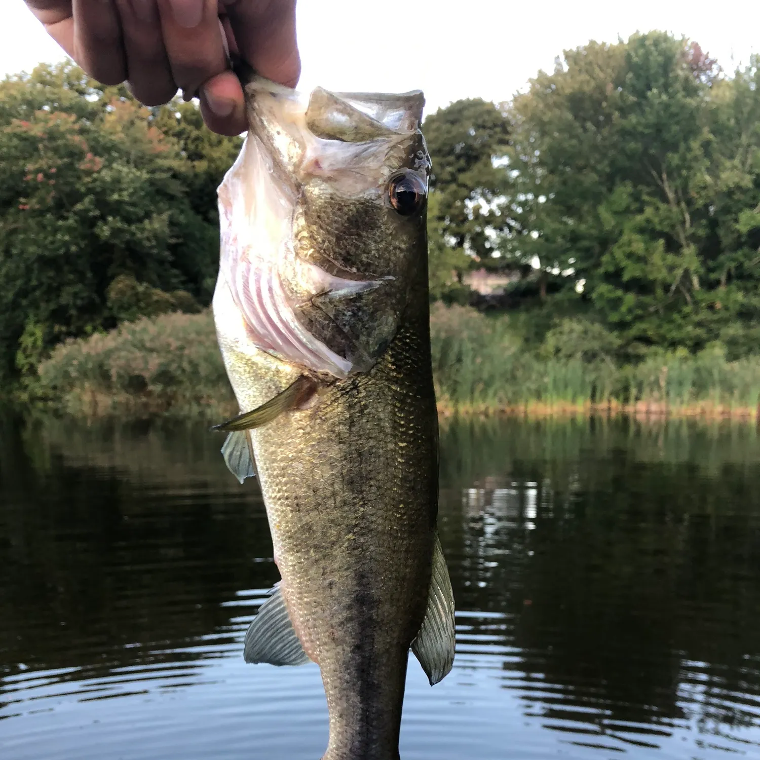 Largemouth bass caught on Fishbrain