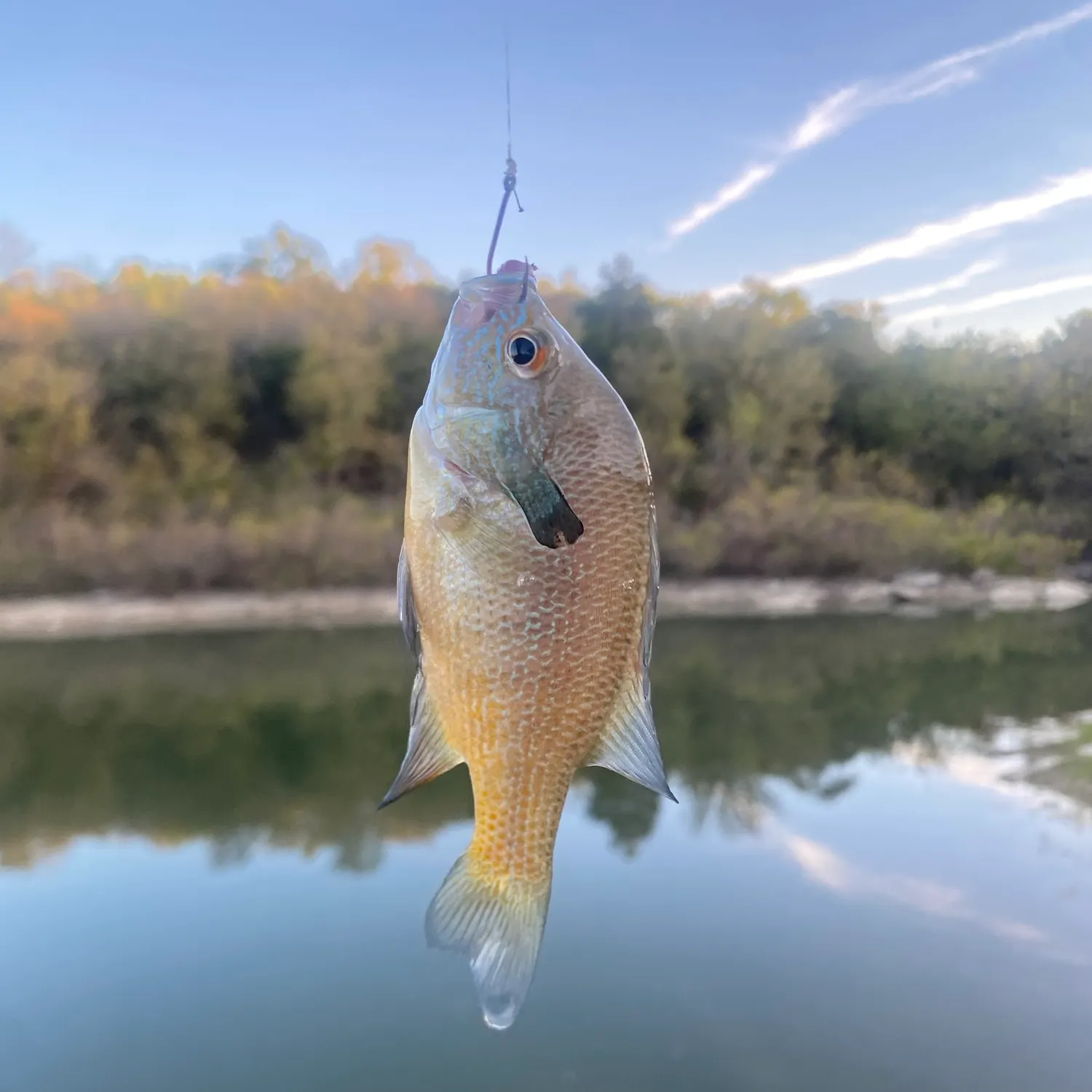 Fish caught on Fishbrain