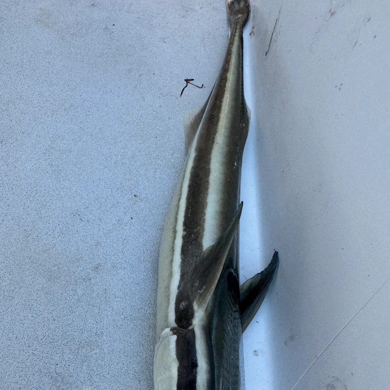 The most recent Live sharksucker catches on Fishbrain