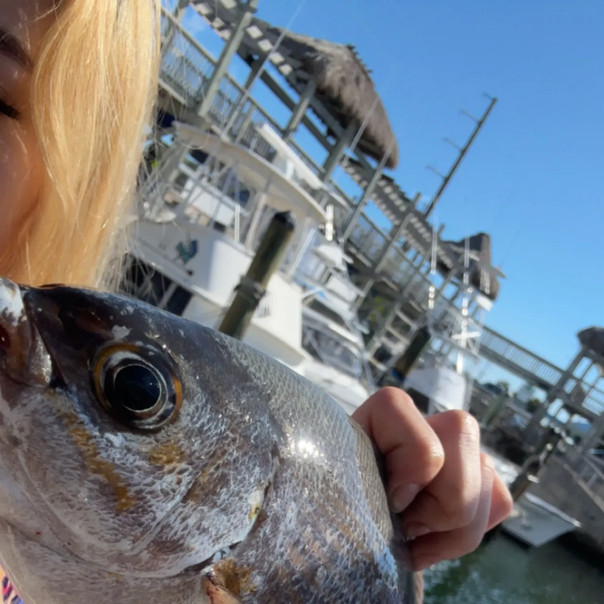 The most recent Silver porgy catches on Fishbrain