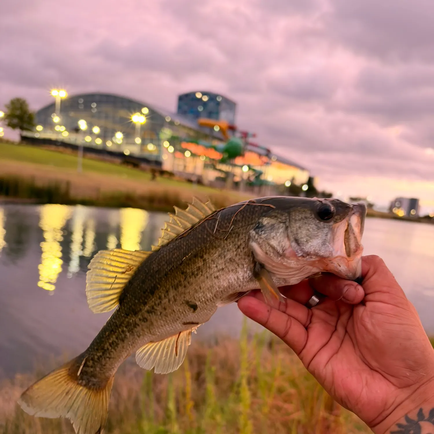catch