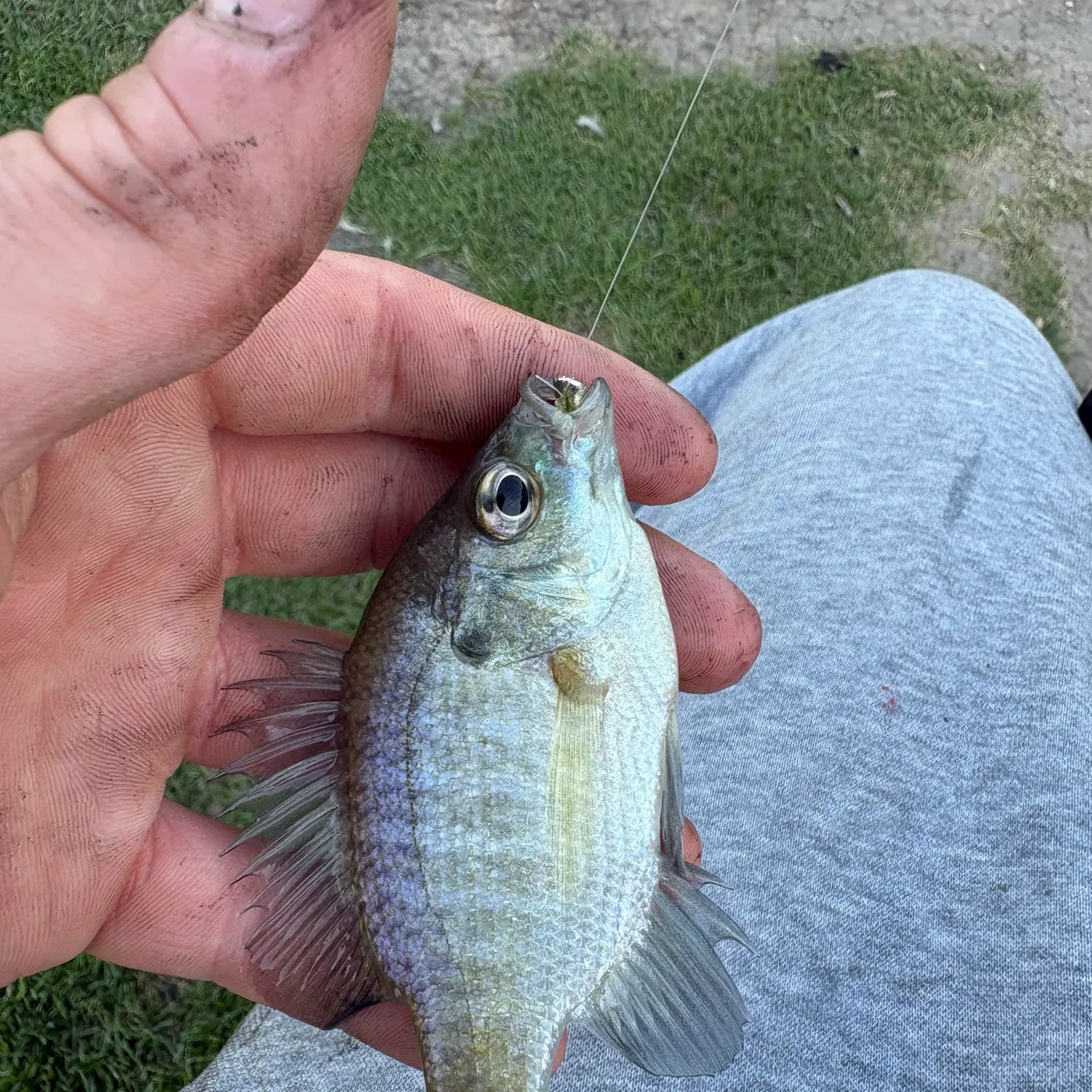 Bluegill caught on Fishbrain
