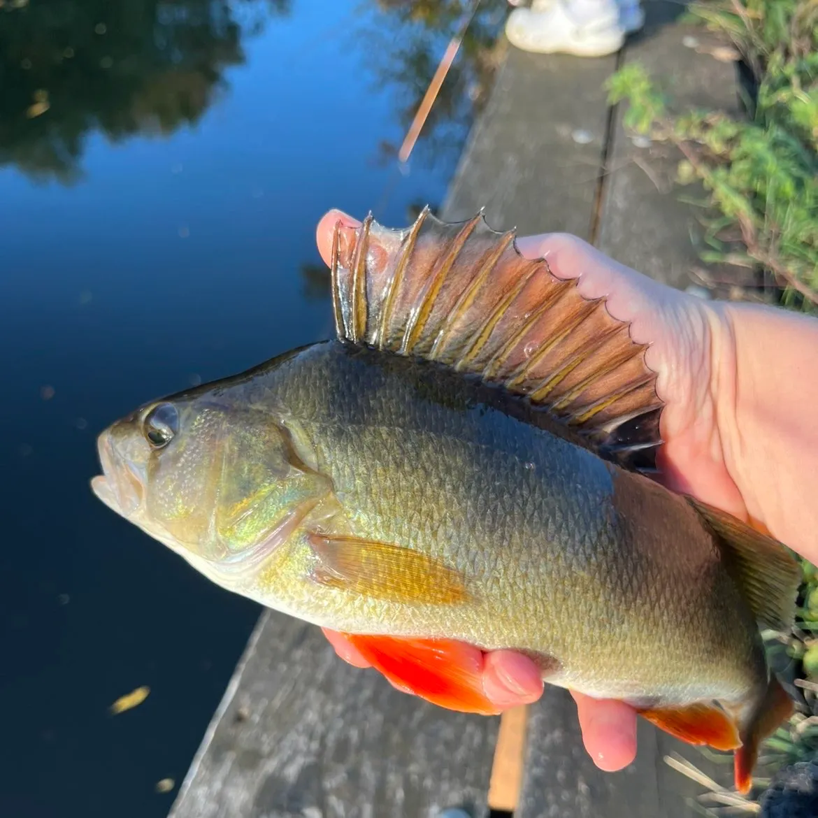European perch caught on Fishbrain