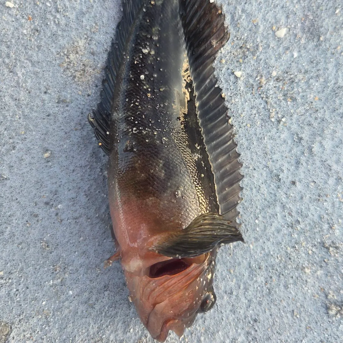 The most recent Hairy blenny catches on Fishbrain