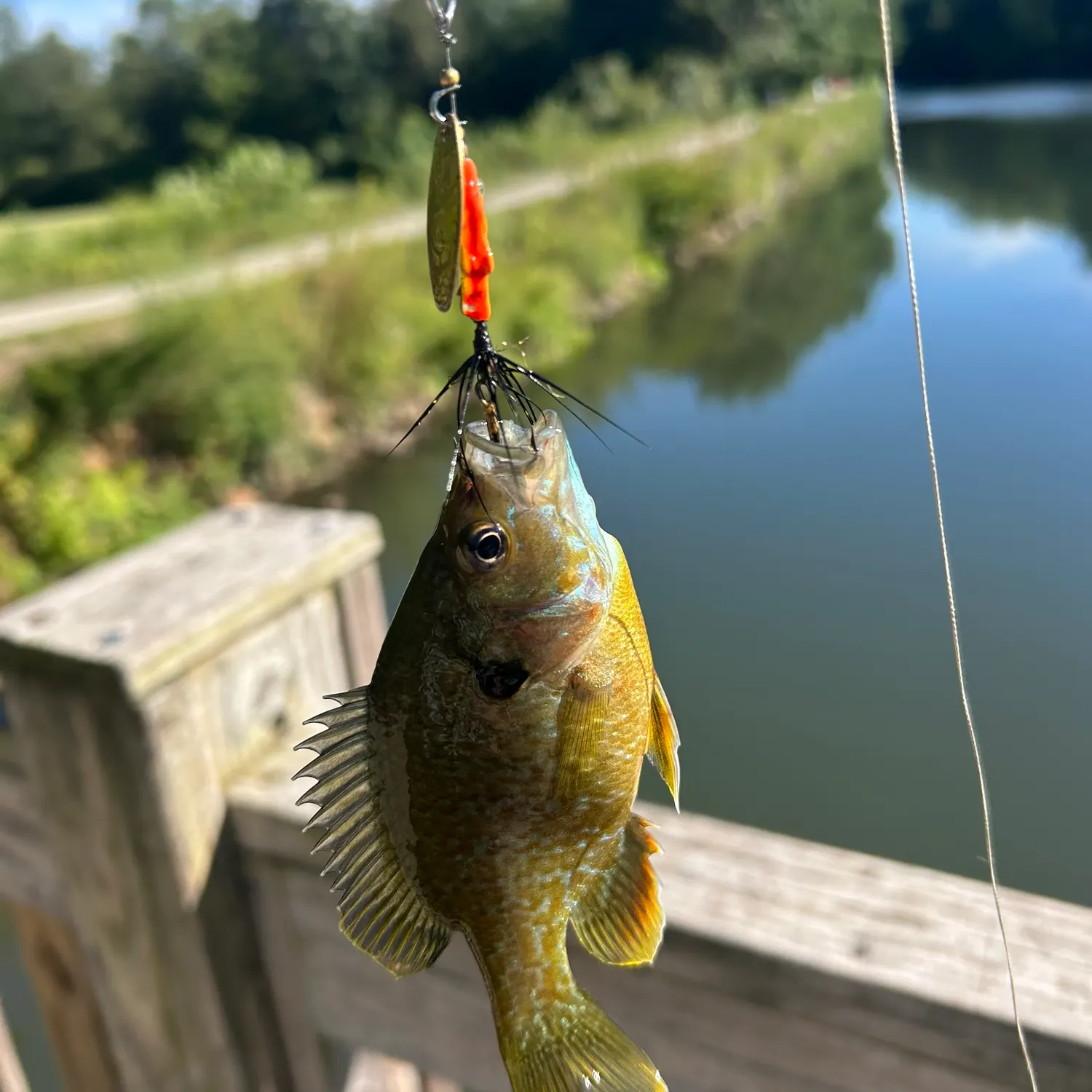 Greengill hybrid caught on Fishbrain