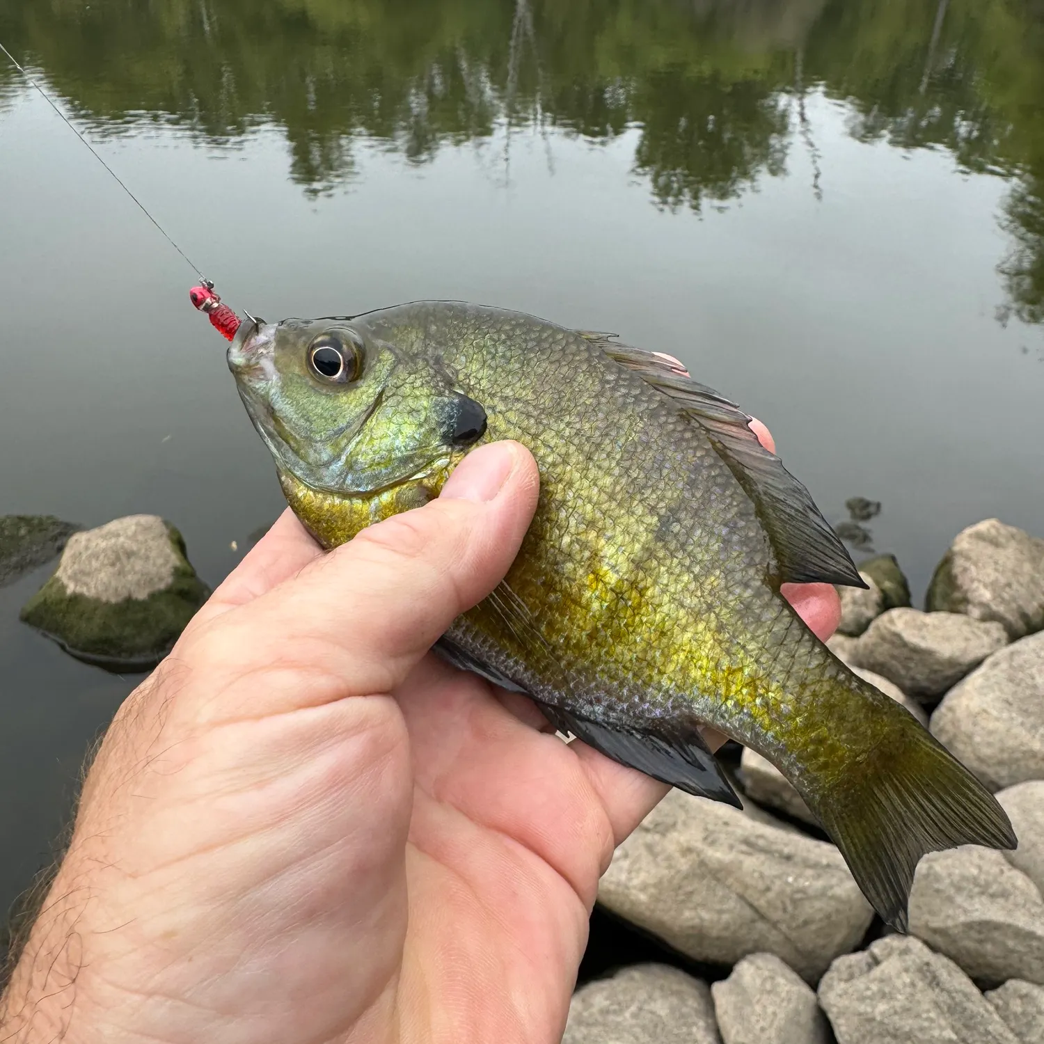 Bluegill caught on Fishbrain