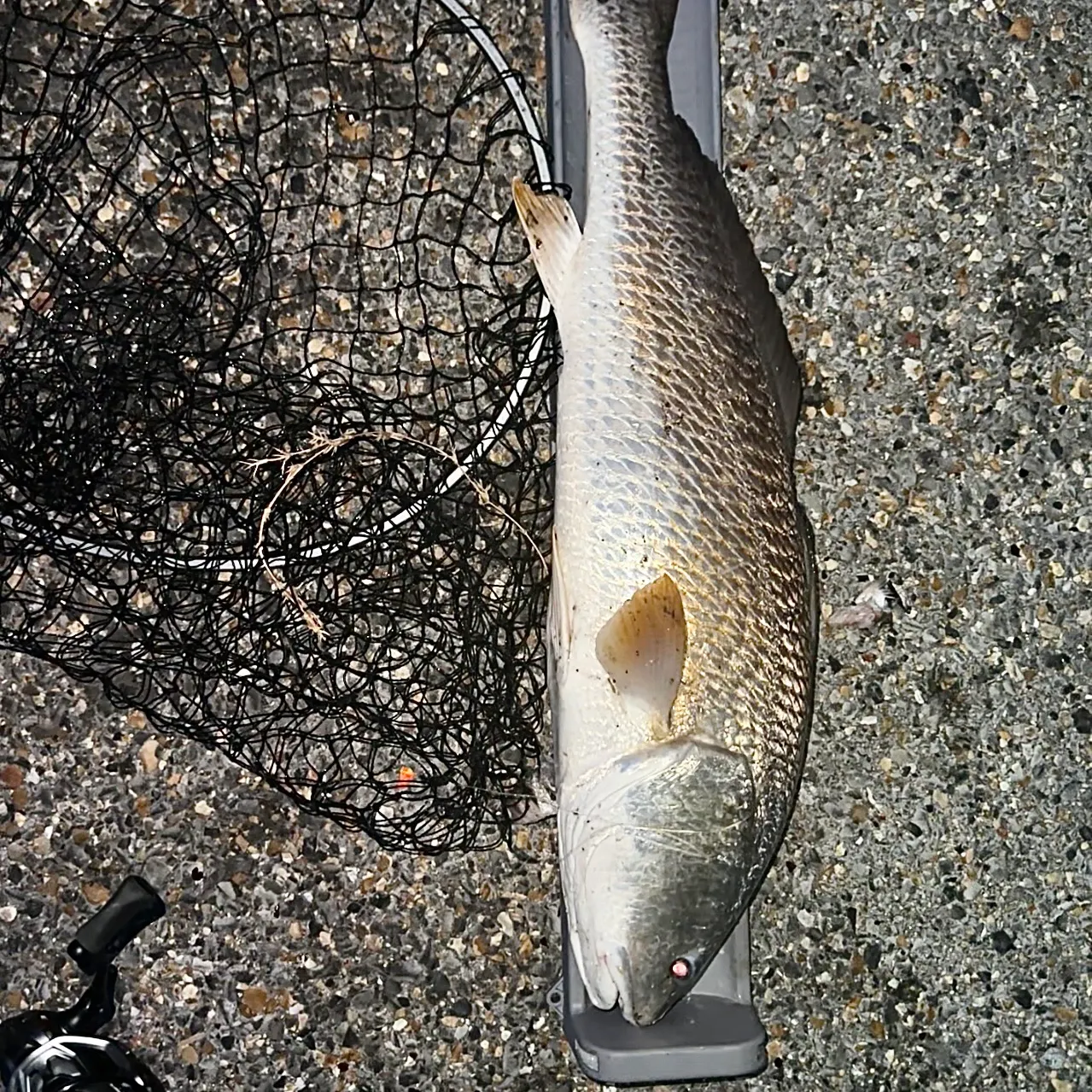 Red drum caught on Fishbrain