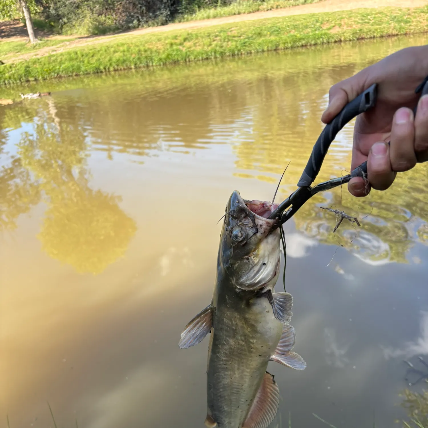Channel catfish caught on Fishbrain
