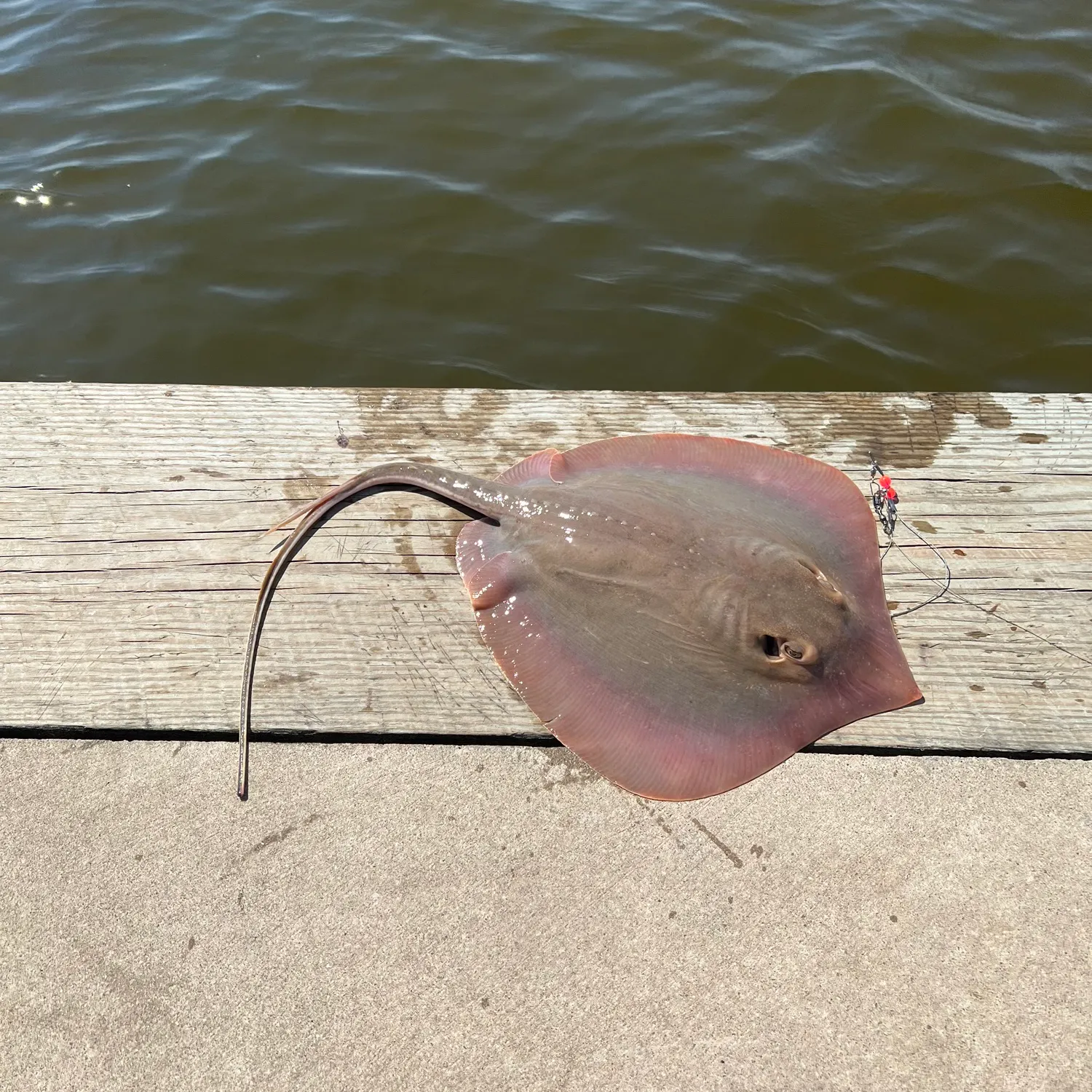 The most recent Atlantic stingray catches on Fishbrain