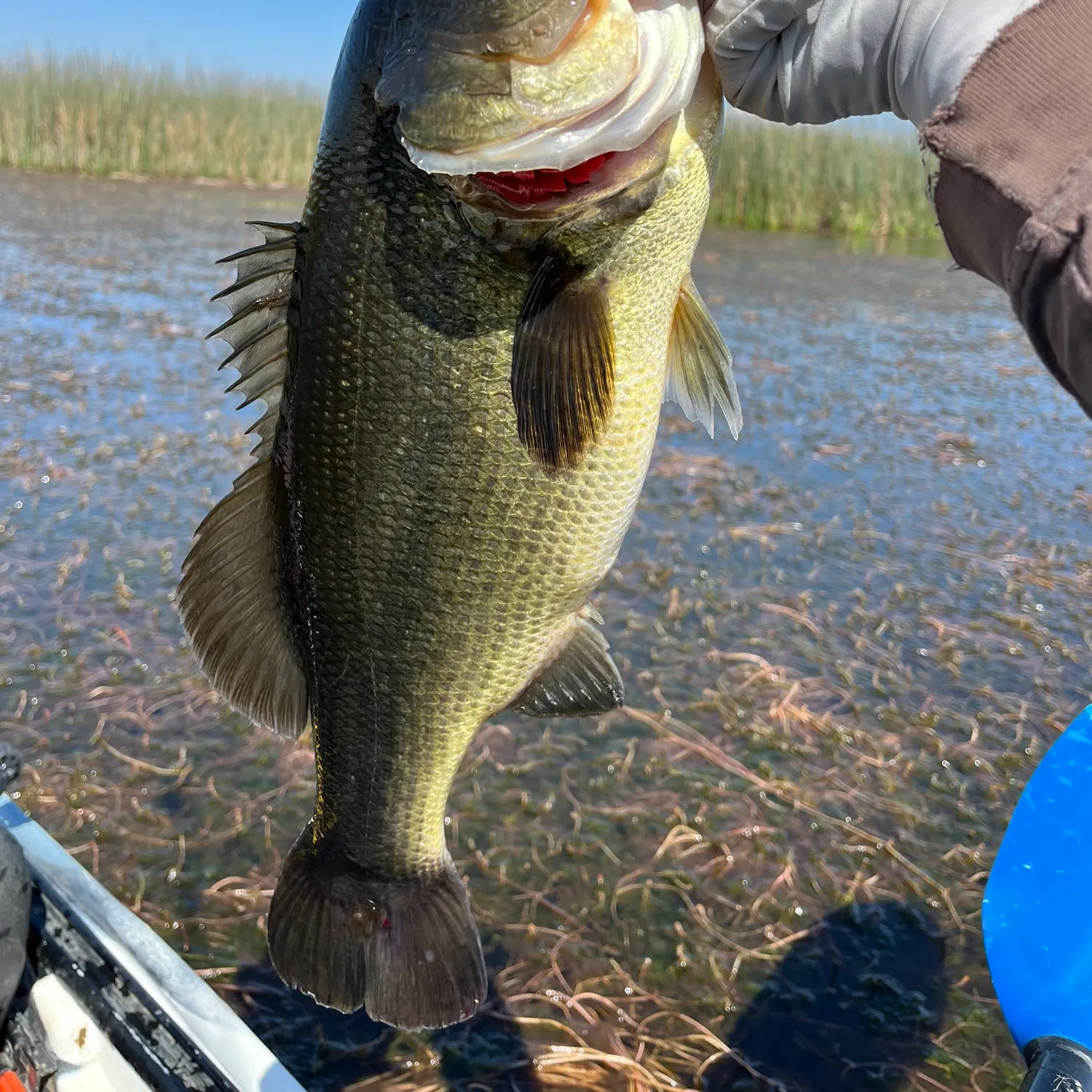 Largemouth bass caught on Fishbrain